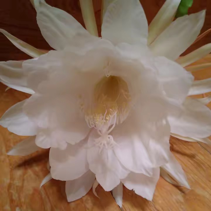 あゆたん(あゆ5)