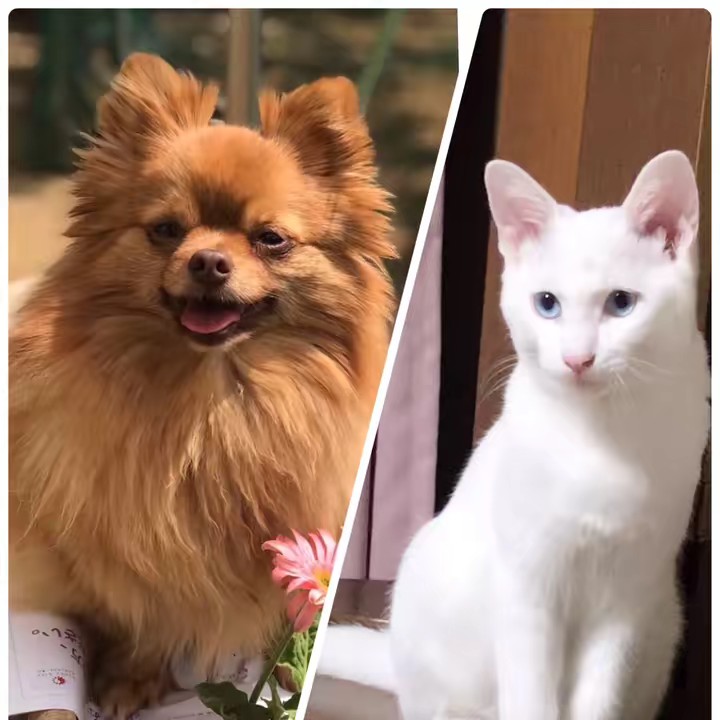 Pet Lover in Japan & Lifestyle