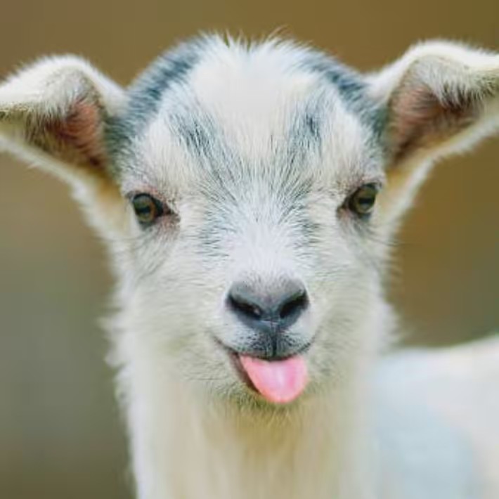 🅶🅾🅰🆃🅸🅴05🐐