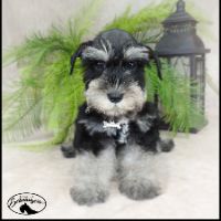 Miniature Schnauzers GA