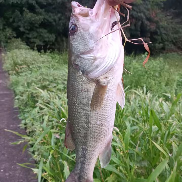 🐉🎣福岡のバス釣り勢🪱🦐