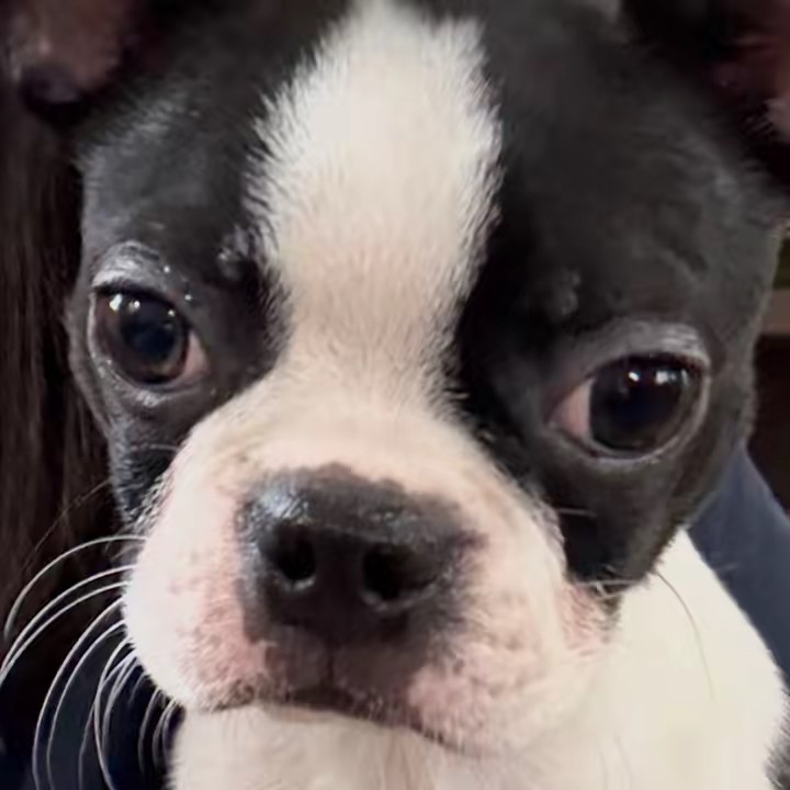 のん/ボステリの日常