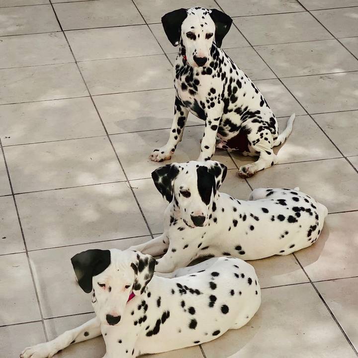 Dalmatians
