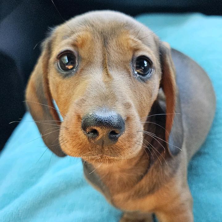 OttoTheDoxieDog