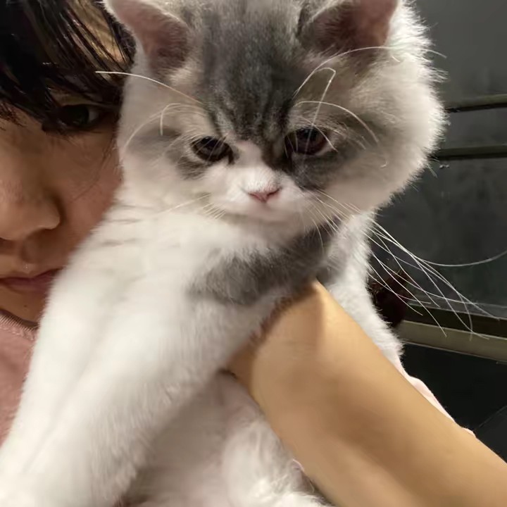 มาโนชแอนเดอะแกงค์🐱