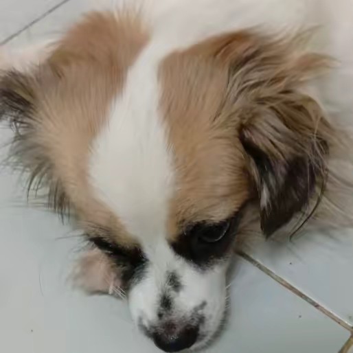 แม่หนูชบารีวิว