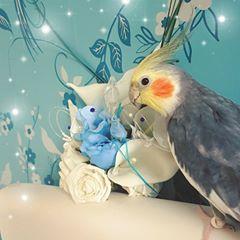 🏴󠁧󠁢󠁳󠁣󠁴󠁿🇪🇦