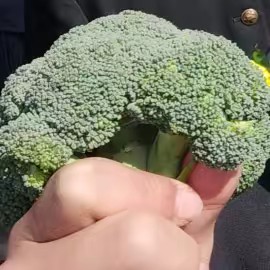 ワッツァーーー