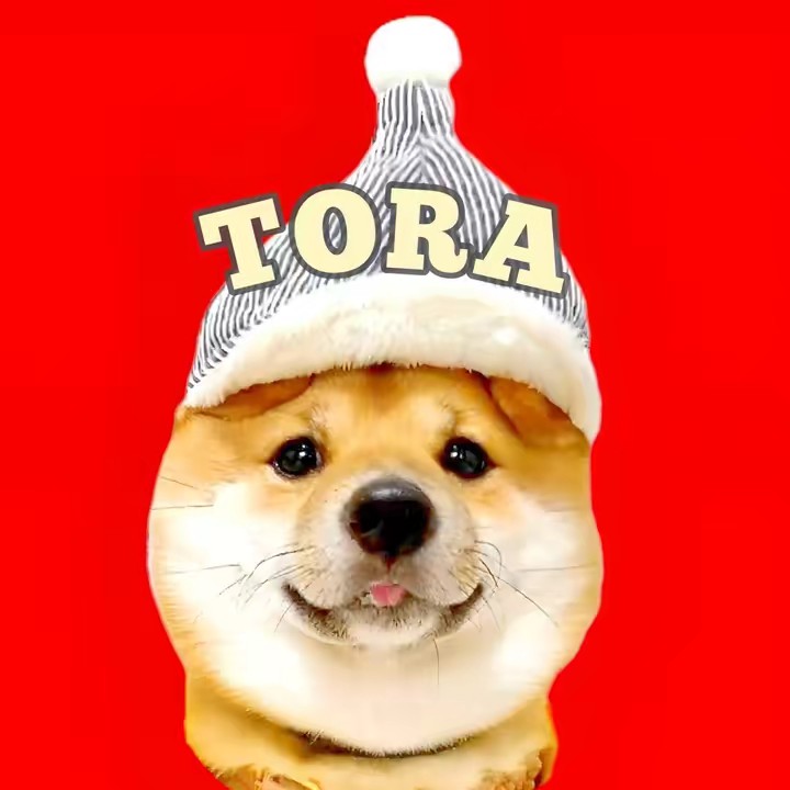 豆柴とらちゃん🐯