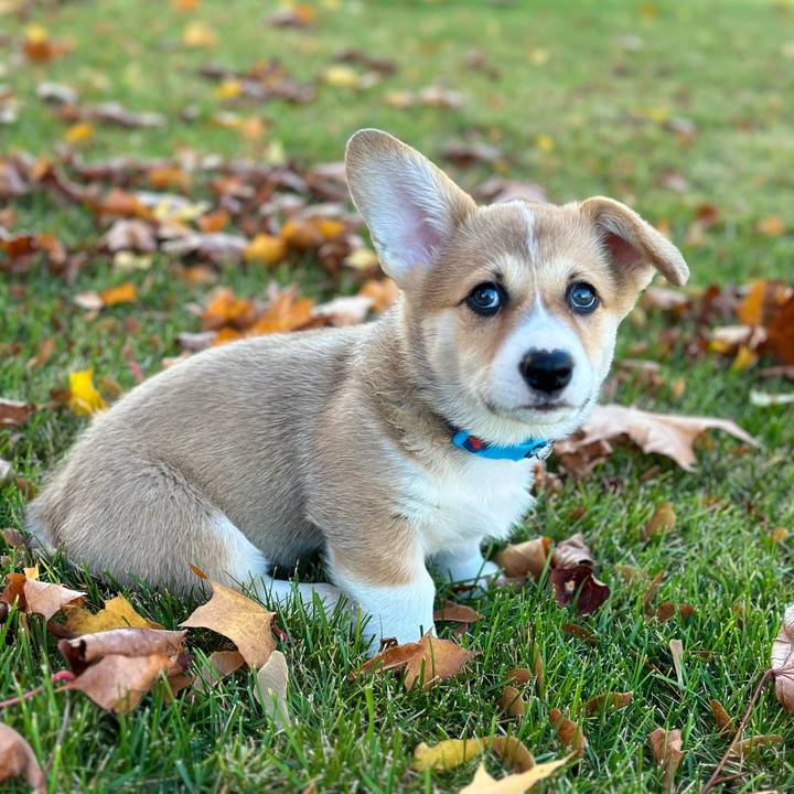 Ryder the Corgi