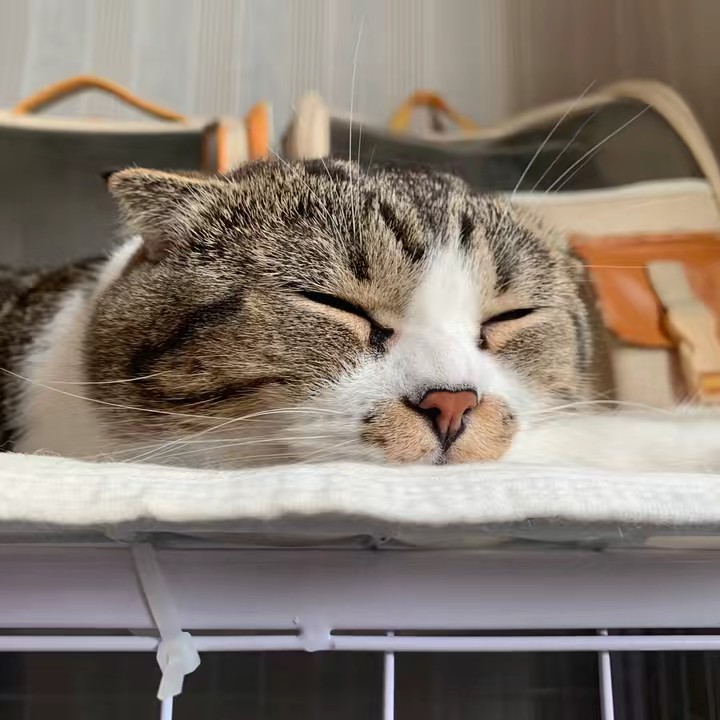 พัมกิ้นเป็นกระต่ายจ้า