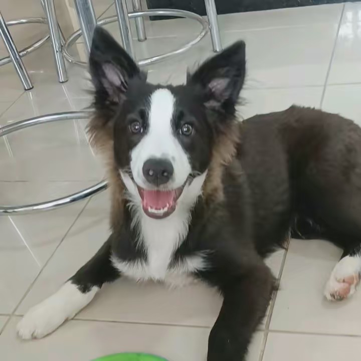 Bento Border Collie