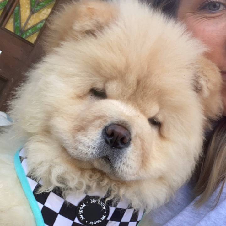 Moose the Chow Chow