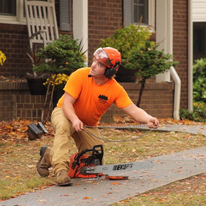 Tree Service🌲