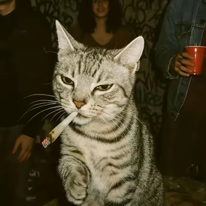 โดมสเปนน (ขายตั้งค่า)