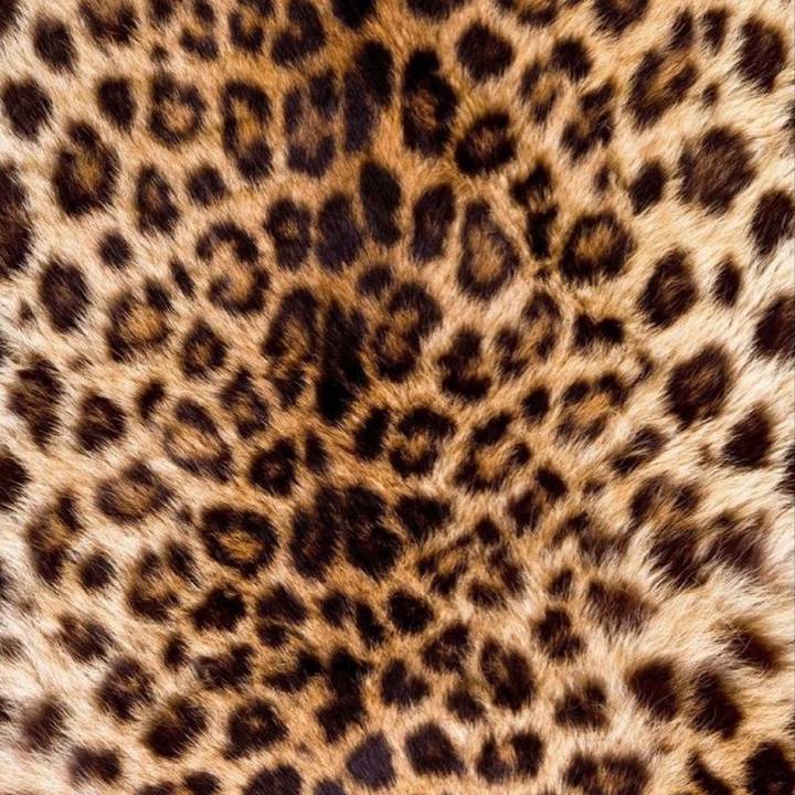 ryaa 🐆