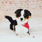 chip_the_aussie