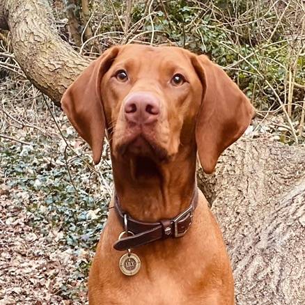 Lily Vizsla