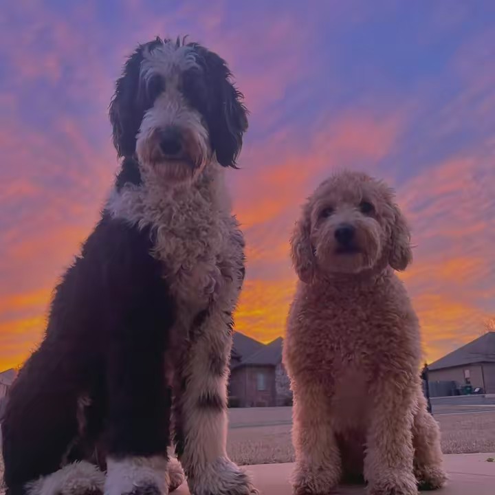 Zoey, Buster & my hooomans