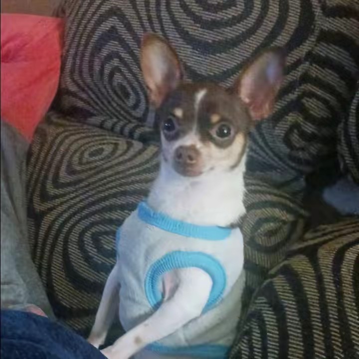 Lagunita cocina,motor.