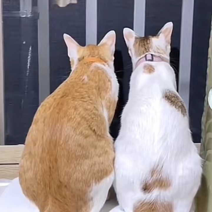 CATLAND มีตังค์ มีโชค ถุงเงิน