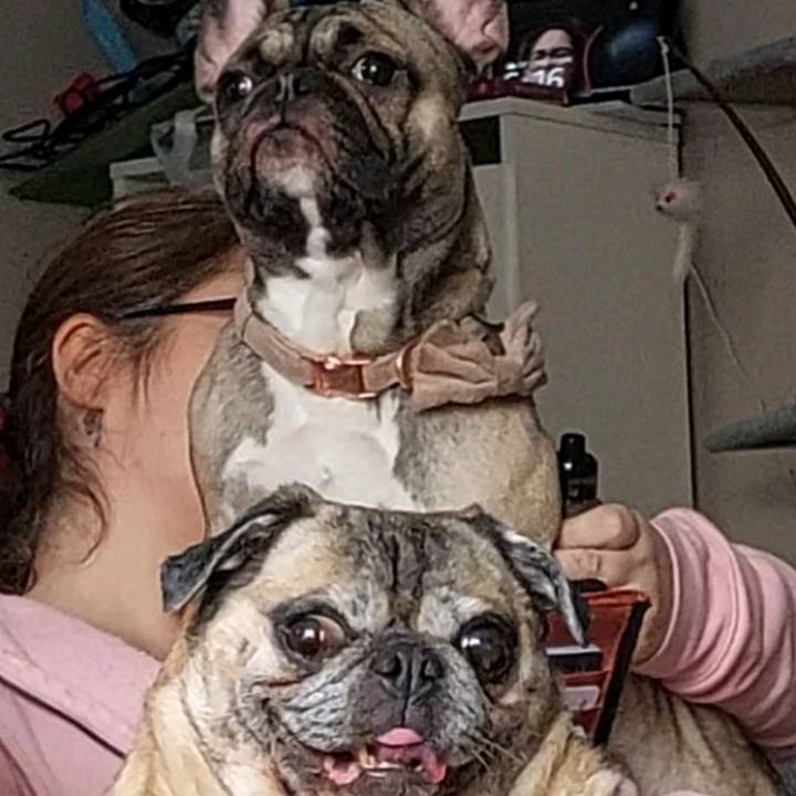 Adventures of Fudge & Toffee