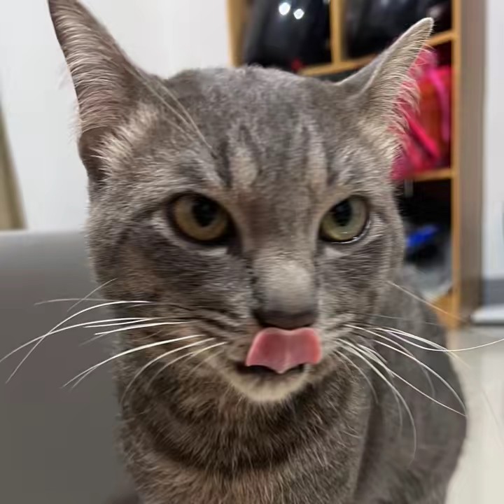 Introvert อยากอวดแมว