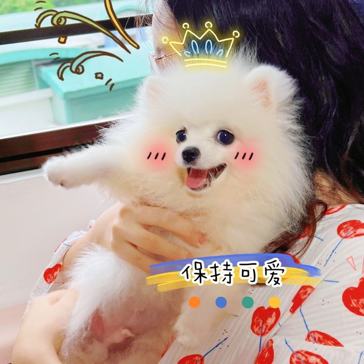 Lucky’s Diary🐶🌼