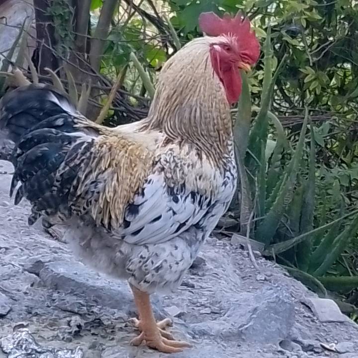 ING.INTEGRAL SISTEM.