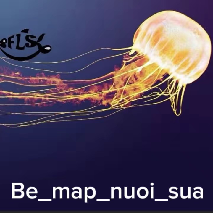 bé_mập_nuôi_sứa_hcm