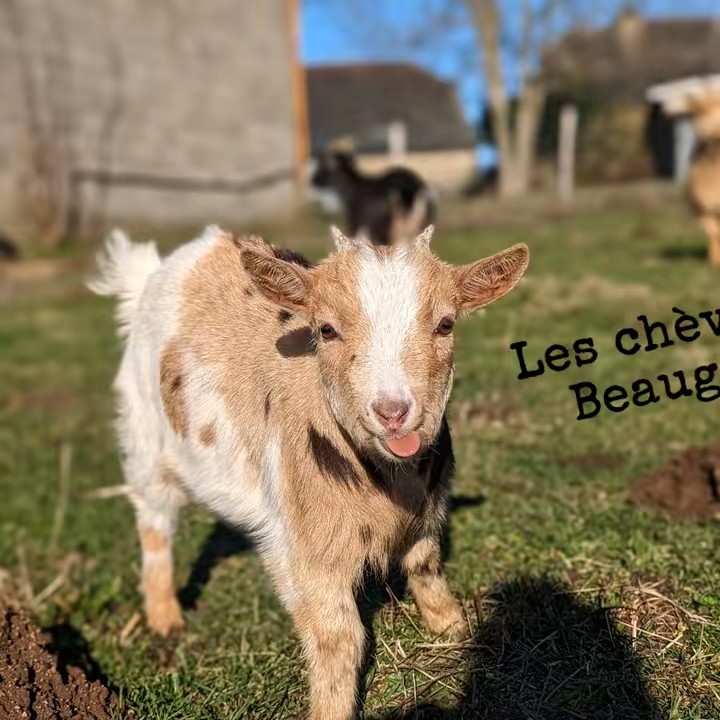Les chèvres de Beaugarry 🐐