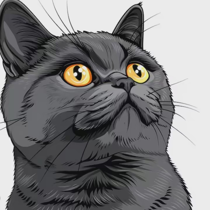 britishshorthair46