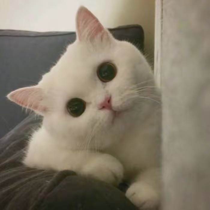 linlinqi