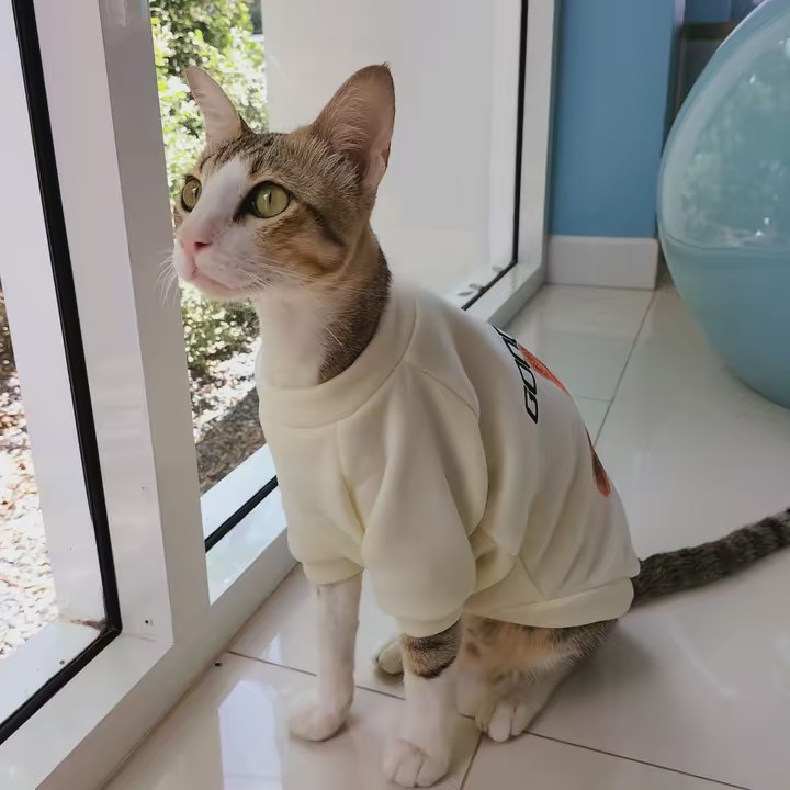 เฮงเฮง_🐱แมวขี้อ้อน🐱