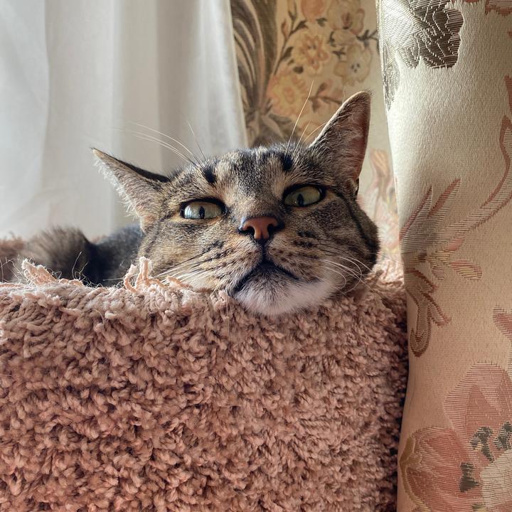 Кот по имени Кузя