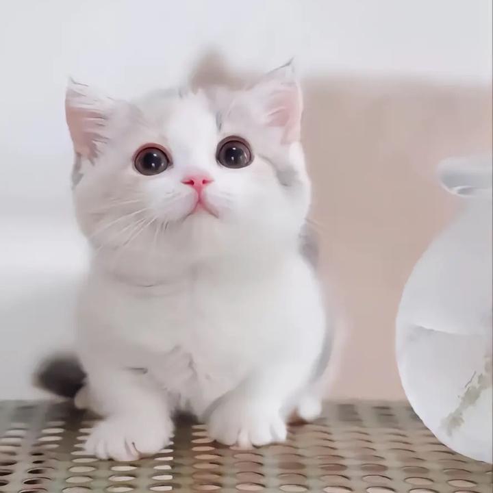 Cute🐱