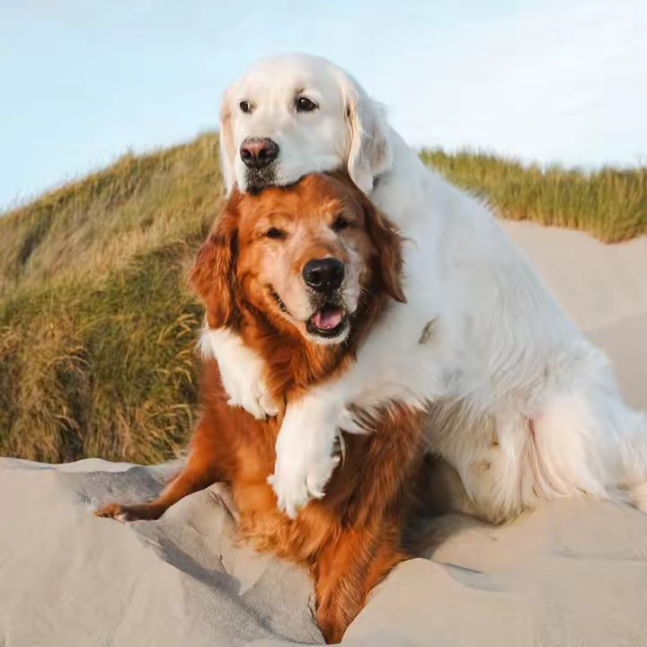 Watson and Kiko