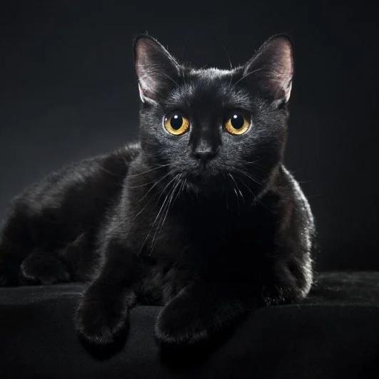 🐈‍⬛ cat paws 🐈‍⬛