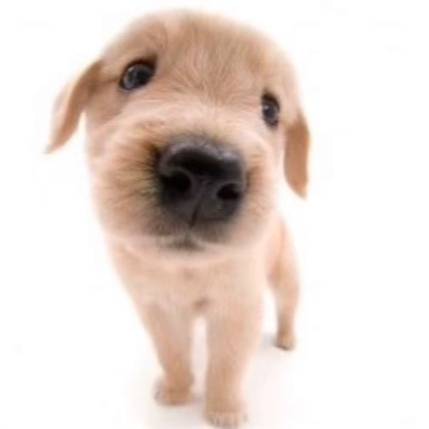 🏴󠁧󠁢󠁳󠁣󠁴󠁿 <3