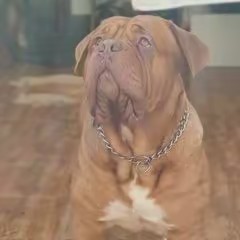 Juan Ramon Bustama85