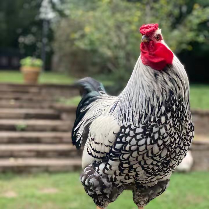 Chicken Happy Hour