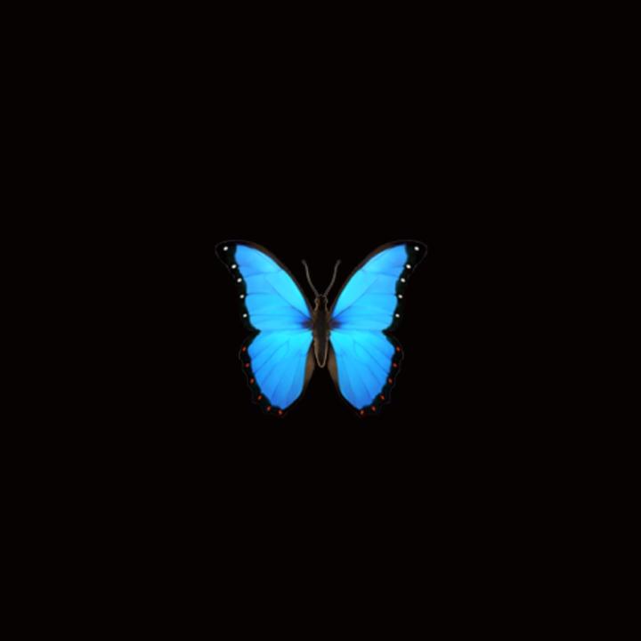 🦋BUTTERFLY🦋