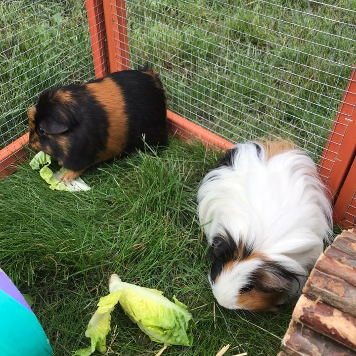 💗Nibbles and biscuit💗