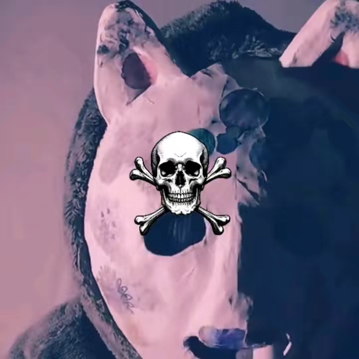 猫人間たんさん𓃠🚹tannsann