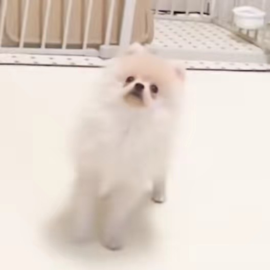 ポメラニアンのベビ🍼