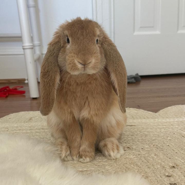 bunny tips and care!