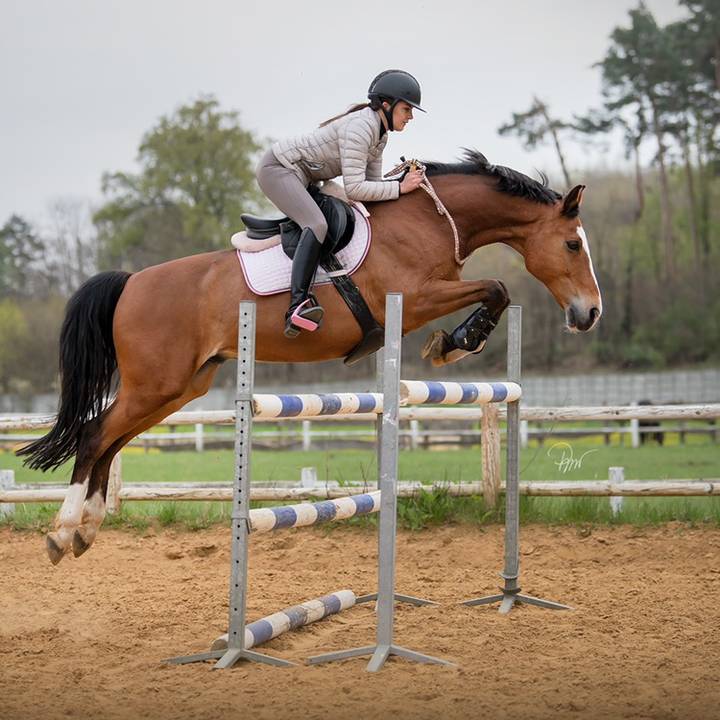 mtequestrian