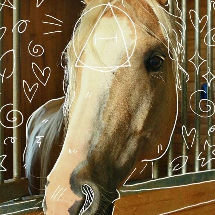 ꨄWispa-in forest--ꨄ