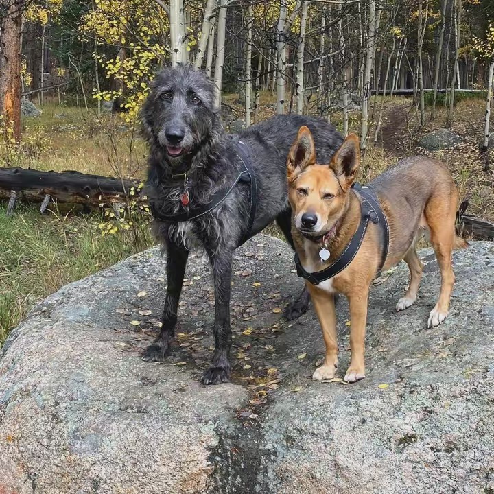 Philly Sports Lovin’ Ginger