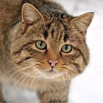 Кот Борис и Вася